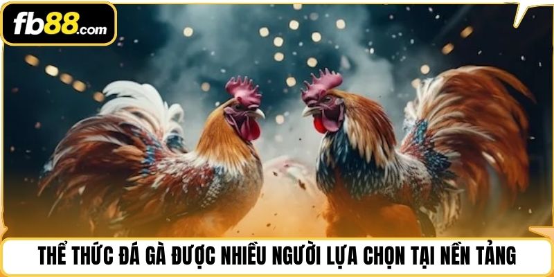 Thể thức đá gà được nhiều người lựa chọn tại nền tảng